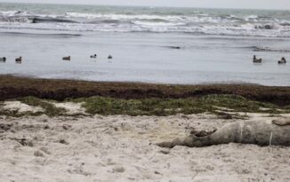 Har du oplevet døde sæler på stranden?!