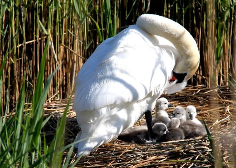 Kom til fernisering på Solrød Bibliotek