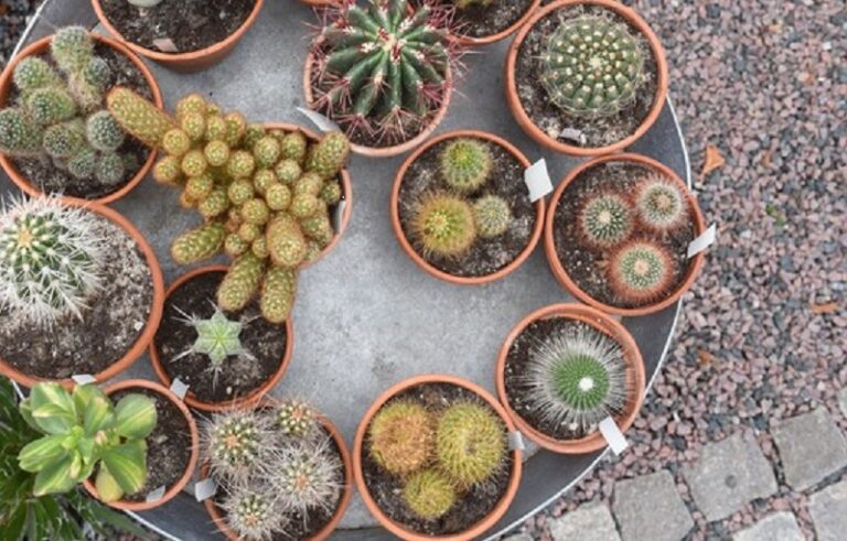 Plantemarked på Greve Museum