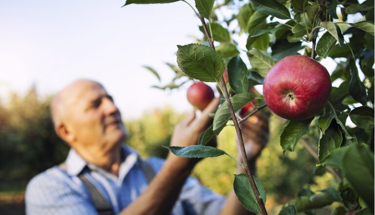 Æbledag i Bibliotekshaven